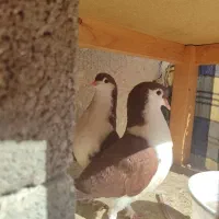 دو جفت کفتر شیرازی