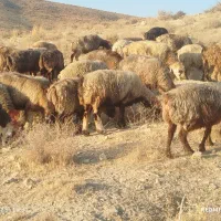 50راس میش آبستن ترکی یک دست جوان با 1قوچ|حیوانات مزرعه|شیراز, احمدآباد|دیوار