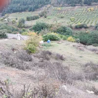 جذب کار آفرین در زمینه کشاورزی و دام وطیور|استخدام صنعتی، فنی، مهندسی|توتکابن, |دیوار