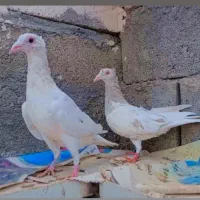 دوتا ماده سارکاکلی عطیقه|پرنده|بیرجند, |دیوار