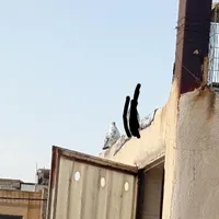 کبوتر ،سرخ،سوسکی،کله دم سبز ، دمگیر|پرنده|اصفهان, دوطفلان|دیوار