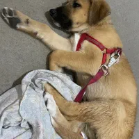 سگ واگذاری|سگ|اسلامشهر, مظفریه|دیوار