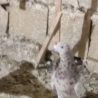 12تاحیون ضربه وزیبا|پرنده|عطاملک, |دیوار