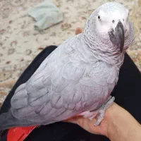 کاسکو سخن گو دم قرمز ۸ ساله پر حرف و باهوش