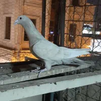 دو طوق کبوتر|پرنده|آبیک, |دیوار