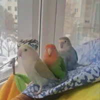 چهار طوطی برزیلی بالغ و سخنگو به همراه لوازم جانبی