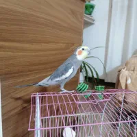 فروش عروس هلندی سخنگو