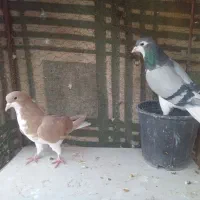 کفتر نقش و پرشی و پلاکی|پرنده|زارچ, |دیوار