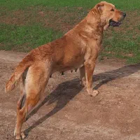 واگذاری سگ ماده افغان اصیل