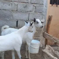 دو تا کر نر مخصوص گوشتی چاق و فروش می‌رسد