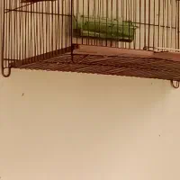 پرند|پرنده|ملایر, |دیوار