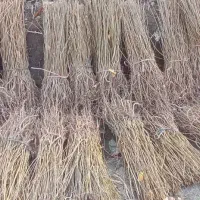 نهال آلوچه ، نلک پایه پیوند، درخت ،نهالستان درمشهد|خدمات باغبانی و درختکاری|مشهد, خواجه ربیع|دیوار