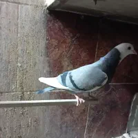 ۷ عدد شازده سبز وسیاه|پرنده|اردکان, |دیوار