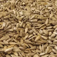 مغز تخمه آجیلی درشت و تمیز