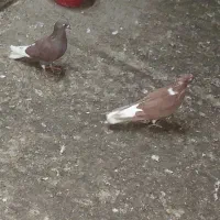 کبوتر|پرنده|تهران, گلچین|دیوار