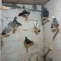 کبوتر|پرنده|مشهد, تبادکان|دیوار