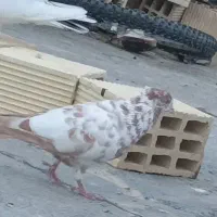 زرد بوره