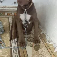 پیتبول سه ماهه نر