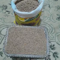 بذر گوجه انجیری