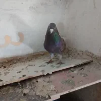 نر سرخ