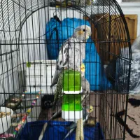 یک عدد عروس هلندی|پرنده|ابهر, |دیوار