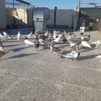 کبوتر تهرانی|پرنده|برخوار, |دیوار