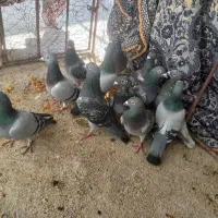 کبوتر کفتر سبز و کوهی و خطی