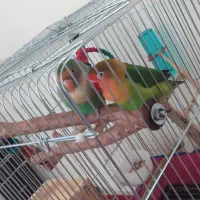 طوطی کوتوله مولد