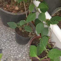 گل کاغذی و گل یاس سانسوریا