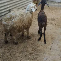 2 راس بره علف خور نر و ماده