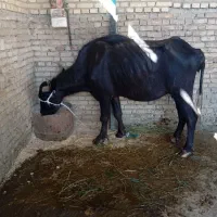 اهواز