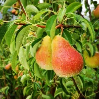 نهالستان پالیز تولید کننده انواع نهال دیرگل وپربار|خدمات باغبانی و درختکاری|چابکسر, |دیوار