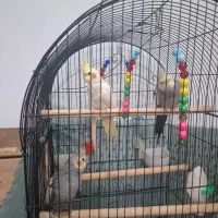 3 عدد عروس هلندی دوتا نره یک ماده