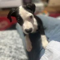 سگ پیت بول ماده