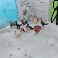 حیوانات معلی|حیوانات مزرعه|لاجان, |دیوار