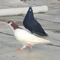 کفتر دم سفید|پرنده|تربت‌حیدریه, حسنی بالا|دیوار