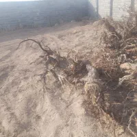 تنه درخت انگور