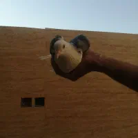 کبوتر|پرنده|اصفهان, کوجان|دیوار