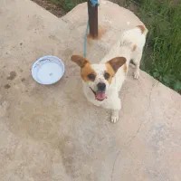 سگ ...|سگ|رفسنجان, |دیوار