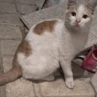 گربه گمشده با مژدگانی خوب|حیوانات|کرج, جهان‌شهر|دیوار