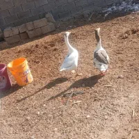 روستای مشراگه،امیدیه|حیوانات مزرعه|هندیجان, |دیوار