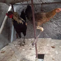 خروس|حیوانات مزرعه|فهرج, |دیوار