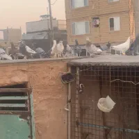 کبوتر شهرستانی|کلکسیون و سرگرمی|مشهد, محمدآباد|دیوار