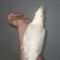 فروشیی