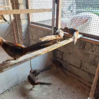 مرع.خروس.زینتی.جفتی.۳ملیون|حیوانات مزرعه|رشت, حومه رشت|دیوار