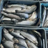 ماهی تازه جنوب