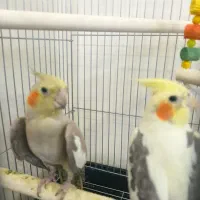 یک جفت عروس هلندی