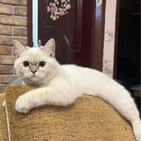 گربه بریتیش ماده خاص|گربه|مشهد, فلسطین|دیوار