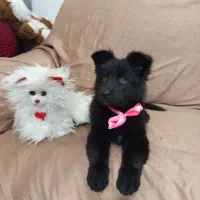 توله ژرمن بلک شپرد دوماهه|سگ|زرقان, |دیوار