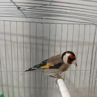 سهره کرمانشاهی چهار گل